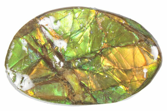Iridescent Ammolite (Fossil Ammonite Shell) - Alberta #357494